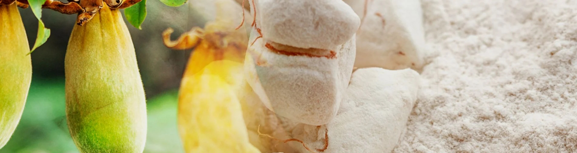 Fruit du baobab en poudre